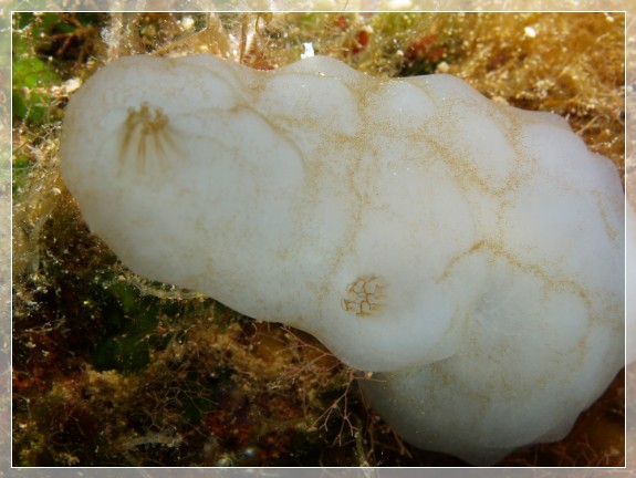 Weiße Seescheide (Phalusia mammilata) Bildnummer 20120825_0012A1258402