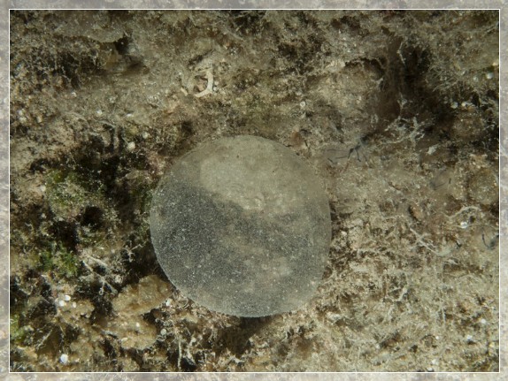 Blase mit Eiern von Meeresbewohnern Bildnummer 20120827_0098A1278691