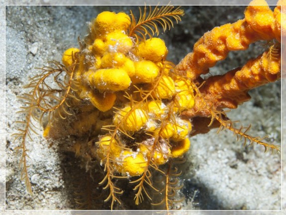 Gelbe Mittelmeer- Haarstern (Antedon mediterranea) Bildnummer 20120829_0152A1298838