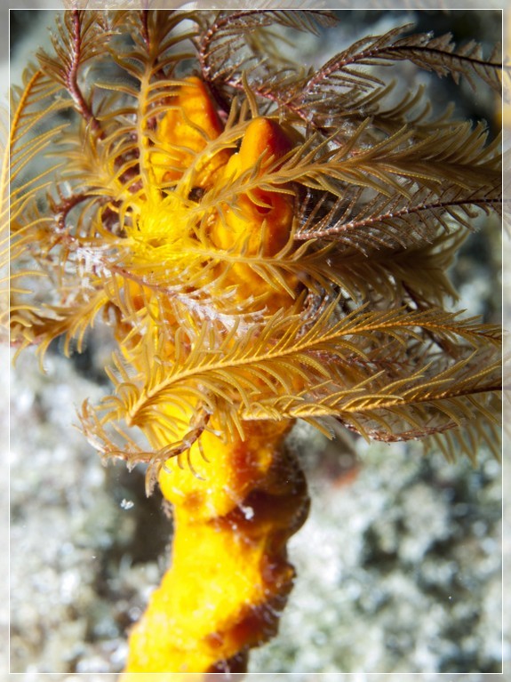 Gelbe Mittelmeer- Haarstern (Antedon mediterranea) Bildnummer 20120829_0160A1298848