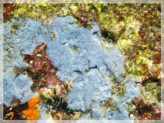 Blauer Krustenschwamm (Phorbas tenacior) Bildnummer 20110913_0165A1135981