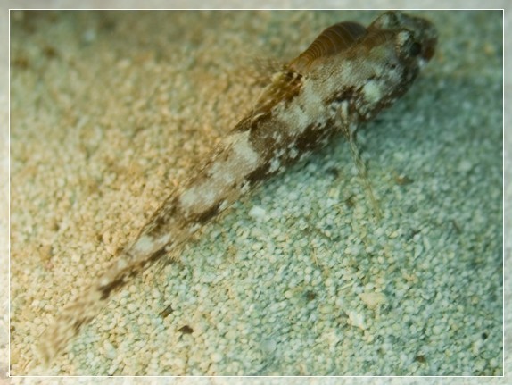 Fischassel (cymothoa exigua) Bildnummer 20090902_0188A1028914