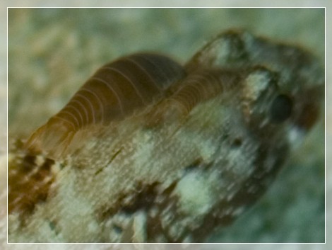 Fischassel (cymothoa exigua) Bildnummer 20090902_0189A1028914