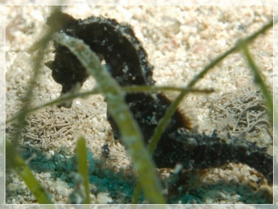 Kurzschnäuziges Seepferdchen (Hippocampus hippocampus)  Bildnummer 20090902_0207A1028947