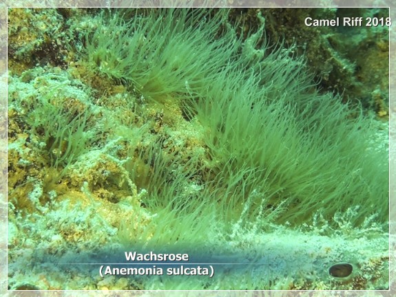 Wachsrose (Anemonia sulcata) Camelriff_3x4 Bildnummer 2018_27
