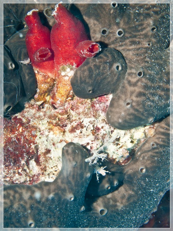 Rote Seescheide (Halocynthia papillosa) Bildnummer 20100909_0352A1093036