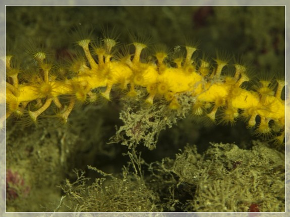 Gold-Krustenanemone (Parazoanthus swiftii) auf Löchriger Geweihschwamm (Axinella polypoides) Bildnummer 20130922_0398A1220136_2