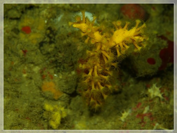 Gold-Krustenanemone (Parazoanthus swiftii) auf Löchriger Geweihschwamm (Axinella polypoides) Bildnummer 20130922_0402A1220141