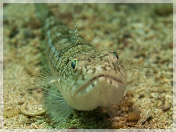 Atlantischer Eidechsenfisch (Synodus saurus) Bildnummer 20110918_0473A1186485