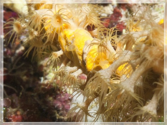 Gold-Krustenanemone (Parazoanthus swiftii) auf Löchriger Geweihschwamm (Axinella polypoides) Bildnummer 20110920_0550A1206627