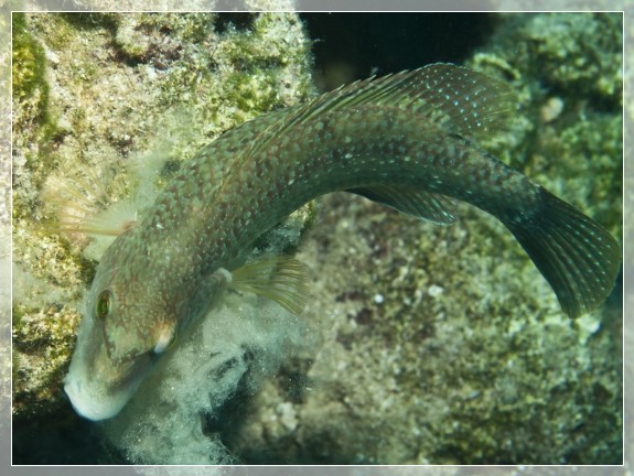 Pfauen-Lippfisch (Symphodus tinca) Bildnummer 20100913_0568A1133361