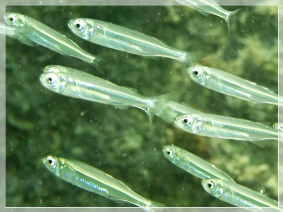 Altweltliche Ährenfische (Atherinidae) Bildnummer 20100913_0576A1133384