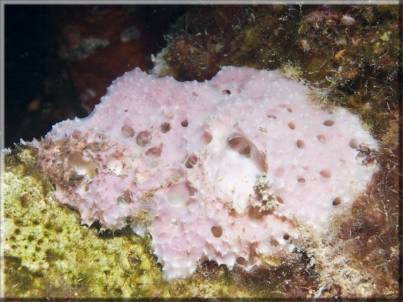 Rosa-weißer Stachelschwamm (Dysidea avara) ; Brennweite 50,0 mm; Blende 9,0; Belichtungszeit 1/100; ISO 100; Bildnummer 20090913_0625A1139728