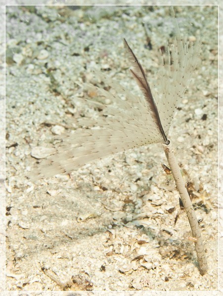 Pfauenfederwurm (Sabella pavonina) Bildnummer 20100915_0651A1153505