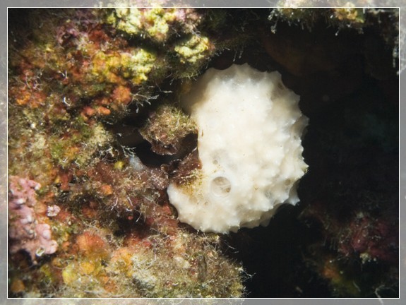 Weißer Stachelschwamm (Pieraplysilla spinifera) Bildnummer 20090914_0666A1149786