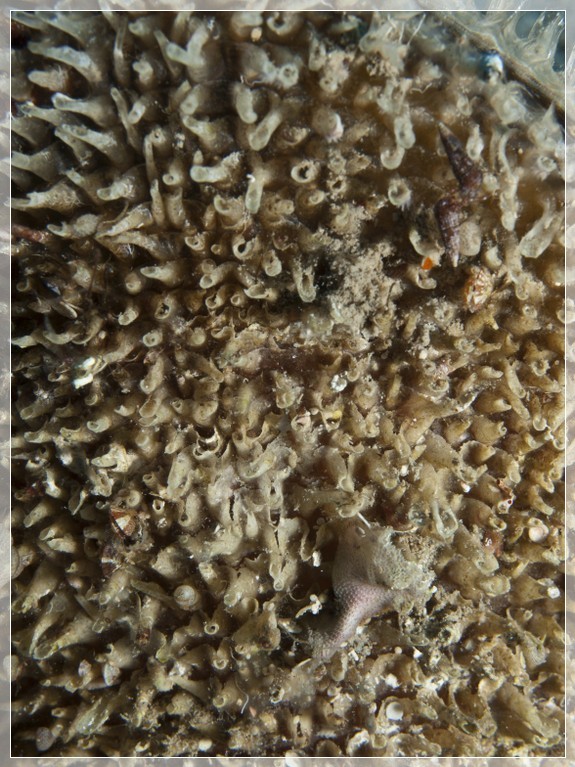 Große Steckmuschel (Pinna nobilis) Bildnummer 20100915_0675A1153531