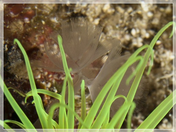 Zylinderrosen-Hufeisenwurm (Phoronis australis) Bildnummer 20100915A1153533