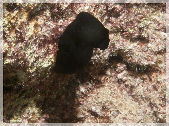 Schwarze Seescheide (Phallusia fumigata) Bildnummer 20110929_1192A1297521