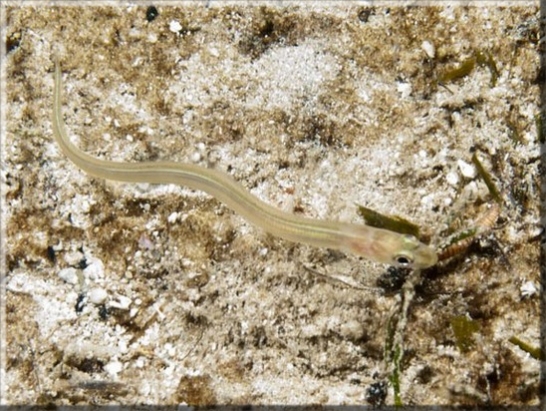 Goldener Balearen-Meeraal (Ariosoma balearicum); Brennweite 50 mm; Blende 10,0; Belichtungszeit 1/100; ISO 100; Bildnummer 20100923_1231A1234196