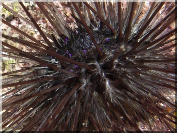 Mittelmeer Diademseeigel (Centrostephanus longispinus); Brennweite 50 mm; Blende 10,0; Belichtungszeit 1/100; ISO 100; Bildnummer 20100923_1248A1234220_1