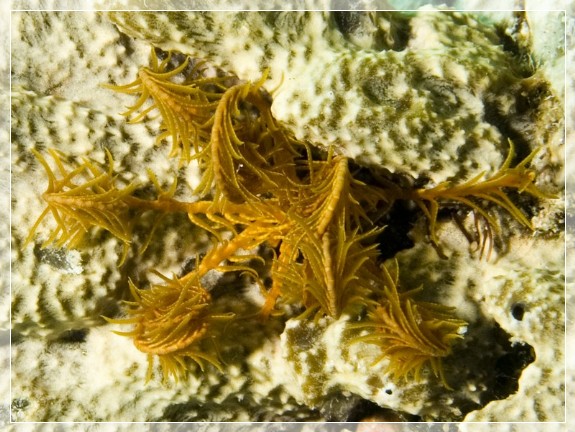 Gelbe Mittelmeer- Haarstern (Antedon mediterranea) Bildnummer 20090922_1266A1220695