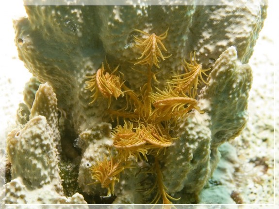 Gelbe Mittelmeer- Haarstern (Antedon mediterranea) Bildnummer 20090922_1267A1220696