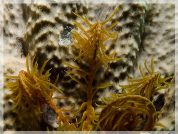 Gelbe Mittelmeer- Haarstern (Antedon mediterranea) Bildnummer 20090922_1269A1220699