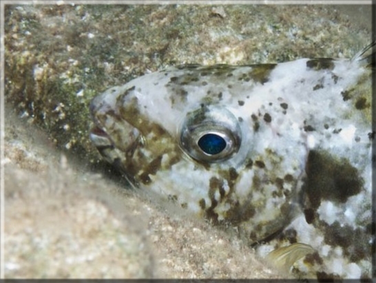 Rotmeer Kaninchenfisch (Siganus rivulatus); Brennweite 50 mm; Blende 16,0; Belichtungszeit 1/100; ISO 100; Bildnummer 20100923_1277A1234251