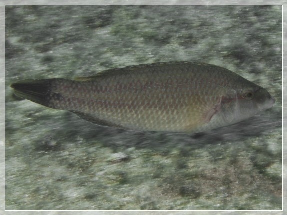 Pfauen-Lippfisch (Symphodus tinca) Bildnummer 20100924_1313A1244303