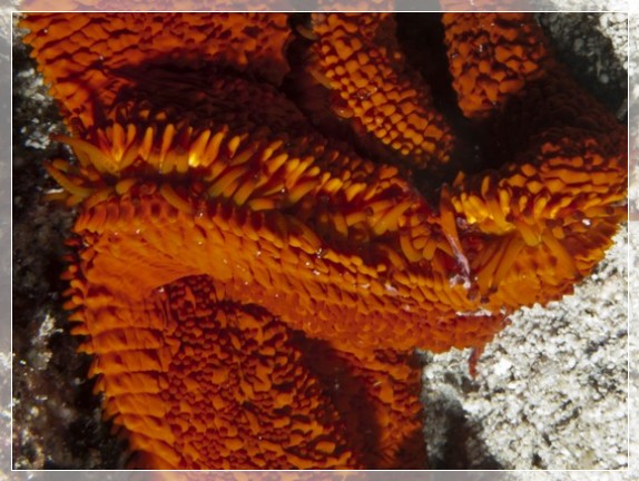 Roter Seestern (Echinaster sepositus) Bildnummer 20111005_1405A1057847_1