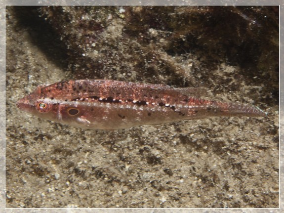 Koteletten-Lippfisch (Pteragogus pelycus) Bildnummer 20100925_1406A1254427_1