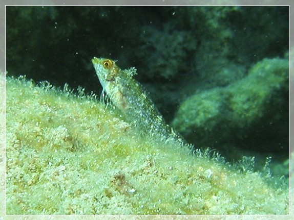 Gelber Spitzkopf-Schleimfisch (Tripterygion delaisi) Bildnummer 20060922_0021