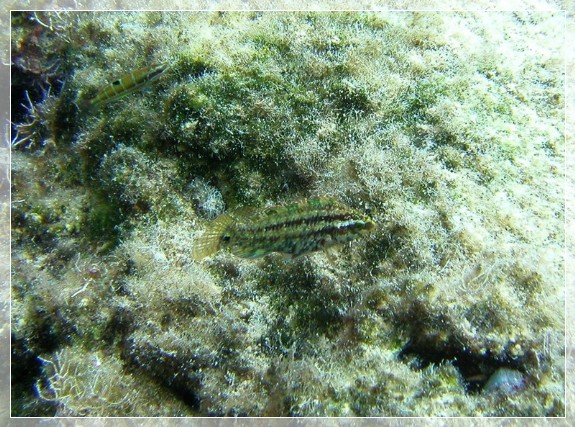 Fünffleckiger Lippfisch (Symphodus roissali) Bildnummer 20060924_0027