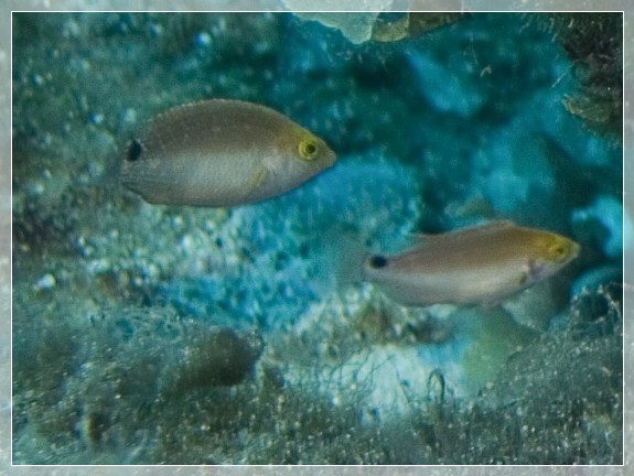 Mittelmeer-Lippfisch (Symphodus mediterraneus) Bildnummer 20070905_0424A1052674_1