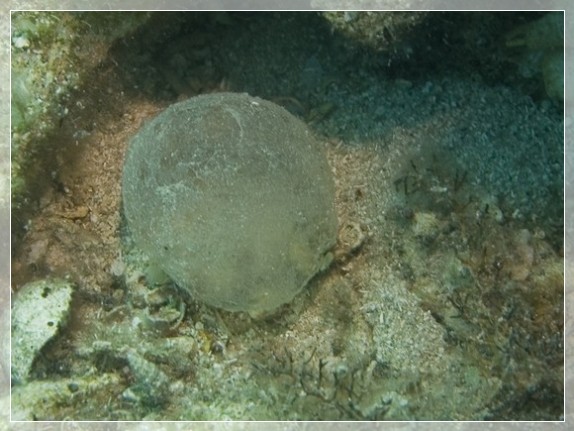 Blase mit Eiern von Meeresbewohnern Bildnummer 20070911_0674A1112986_1