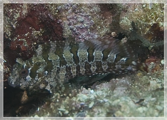 Gehörnter Schleimfisch (Parablennius tentacularis) Bildnummer 20080829_0248A1295575