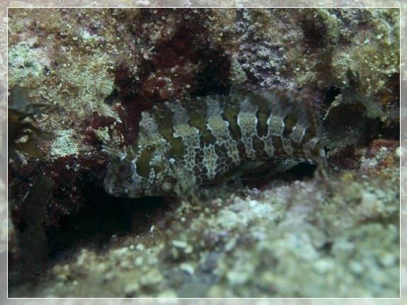 Gehörnter Schleimfisch (Parablennius tentacularis) Bildnummer 20080829_0249A1295577