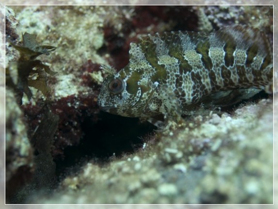 Gehörnter Schleimfisch (Parablennius tentacularis) Bildnummer 20080829_0250A1295578