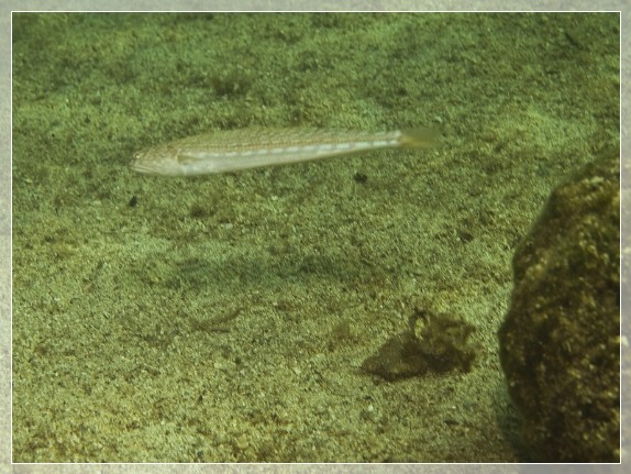 Atlantischer Eidechsenfisch (Synodus saurus) Bildnummer 20080829_0284A1295636
