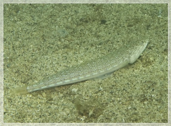Atlantischer Eidechsenfisch (Synodus saurus) Bildnummer 20080829_0285A1295637