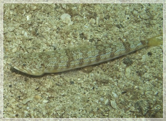 Atlantischer Eidechsenfisch (Synodus saurus) Bildnummer 20080829_0286A1295639