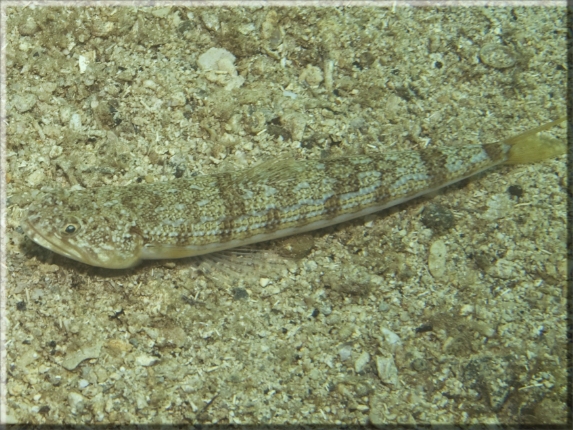 Atlantischer Eidechsenfisch (Synodus saurus); Brennweite 50 mm; Blende 6,3; Belichtungszeit 1/160; ISO 100; Bildnummer 20080286A1295639