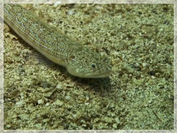 Atlantischer Eidechsenfisch (Synodus saurus) Bildnummer 20080829_0288A1295641