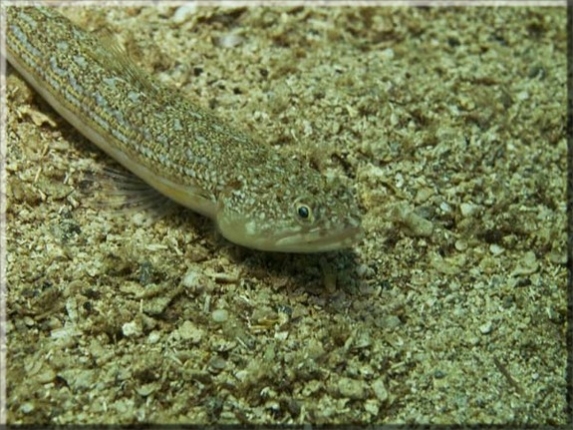 Atlantischer Eidechsenfisch (Synodus saurus); Brennweite 50 mm; Blende 6,3; Belichtungszeit 1/160; ISO 100; Bildnummer 20080288A1295641