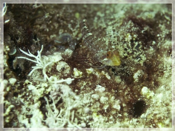 Gelber Spitzkopf-Schleimfisch (Tripterygion delaisi) Bildnummer 20080901_0376A1015839