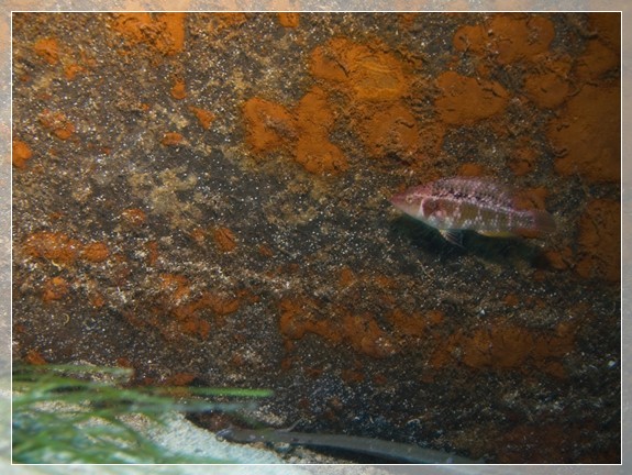 Koteletten-Lippfisch (Pteragogus pelycus) Bildnummer 20080906_0588A1066371