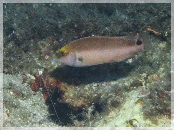Mittelmeer-Lippfisch (Symphodus mediterraneus) Bildnummer 20080908_0631A1086447