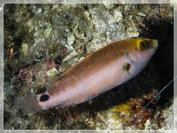 Mittelmeer-Lippfisch (Symphodus mediterraneus) Bildnummer 20080908_0632A1086448_1