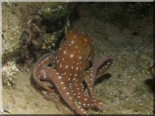 Langarmiger Krake (Octopus macropus); Brennweite 50 mm; Blende 22; Belichtungszeit 1/100; ISO100; Bildnummer 20080984A1116981