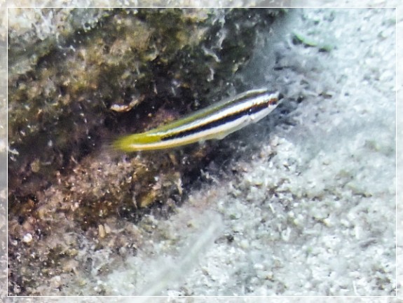 Lippfisch unbekannt; Bildnummer 20220801_132